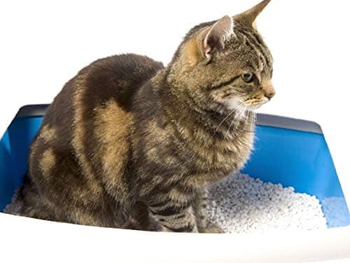 Biokat's Litière pour Chat Vanille & Mandarine 10 kg Agrégatrice Naturelle