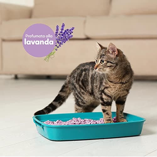 Litière CattyGreen Aqpet Friends Soja Naturel Parfum Lavande pour Chat Usage Intérieur Hypoallergénique Pépites Grands G