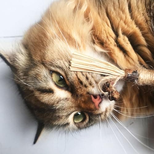 PetGens Herbe à Chat Jouet, Pour Chat Jouets à Mâchoires Matatabi, Idéal pour les Chatons et Adultes, Intérieur, HerbeOd